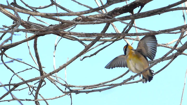 Striated Pardalote preening at Mount Gravatt