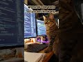 When your code finally works but you have no idea how 🐱💻 #ProgrammerHumor #memecoding #catshorts