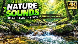 Natural Relaxation 🍃 River Flow and Forest Bird Sounds