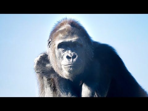 Male Gorillas Care About freewheeling Female | Update On Nene Male Gorillas Care About freewheeling Female | Update On Nene
