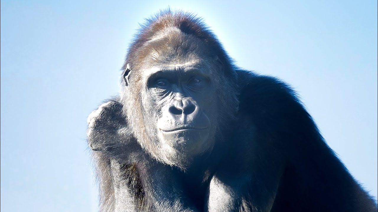 Male Gorillas Care About freewheeling Female | Update On Nene