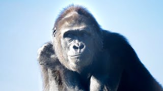ゴリラgorilla Male Gorillas Care About freewheeling Female | Update On Nene