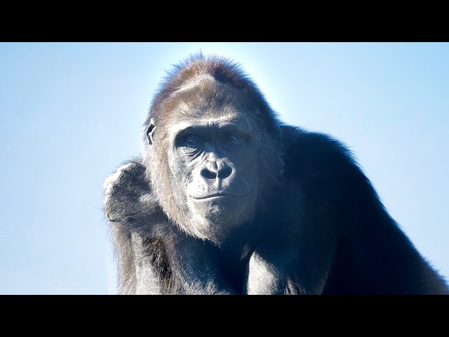 ゴリラgorilla サイバーゴリラ 2020 King Kong Cyber Gorilla 13