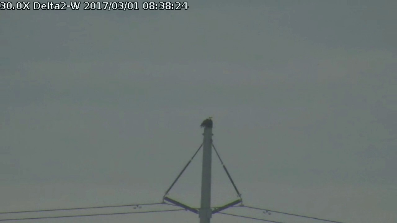 bald eagles in wisconsin Delta2 West view Mar 1, 2017 8:36am Mating