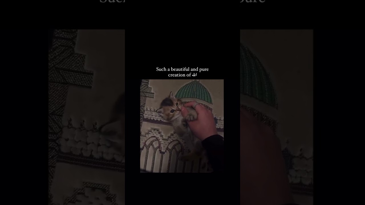 Such a beautiful and pure creation of ALLAH 🥹💗||it's.muslimah.x||#shorts#allah#cats#fypシ