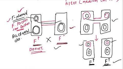 Conjugation // Bacterial Genetics