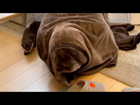 カワウソさくら お気に入りの毛布で大カワウソに擬態してみたThe owner mimicked a large otter