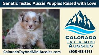 Miniature Australian Shepherd Clifton Colorado