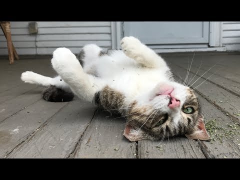 Video: The Girl Stroked A Stray Cat And Was Paralyzed - Alternative View