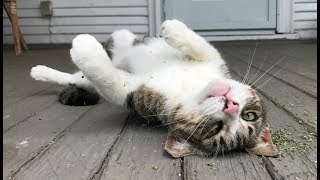 Today a feral cat i tnred was almost euthanized because someone didn't
know not to bring her the shelter. here's my four-minute rant about
why if you find...