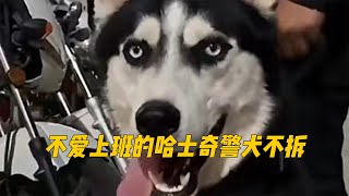 二哈当警犬，把警察局搞的鸡飞狗跳，为了一根香肠跟着敌人跑了！ by Cute Pet Collection 231 views 1 month ago 3 minutes, 33 seconds