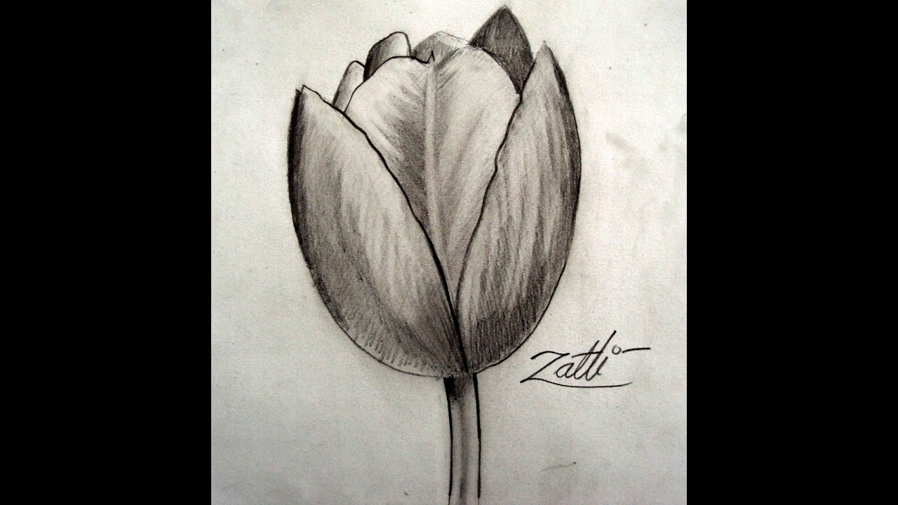 COMO DESENHAR UMA TULIPA - YouTube