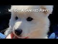 We Got a Samoyed Puppy!