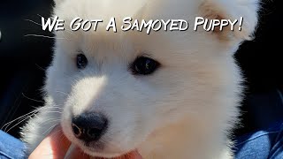 We Got a Samoyed Puppy!