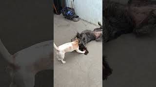 Бигль и Дтратхаар, дружба собак, охотничьи собаки. #beagle