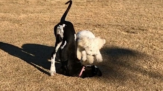 Cute Dog Park Wrestling Action: Great Dane Puppy vs. Small Dog by Munchito696 762 views 7 years ago 2 minutes, 2 seconds
