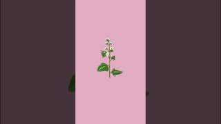 Painting Scurvy Grass in Digital Art | Botanical Timelapse Illustration | Rozen88Art#digitalart