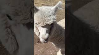 So pretty and hungry! #peru #alpaca #travelcouple