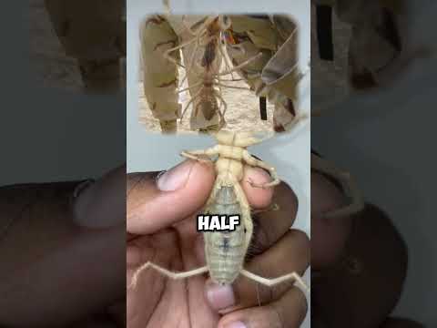 🕷 CAMEL SPIDERS: