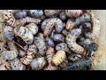 WOO! Amazing Catching ,Scorpions,Beetle Larvas into Palm trees .#insects #subscribe #animals 