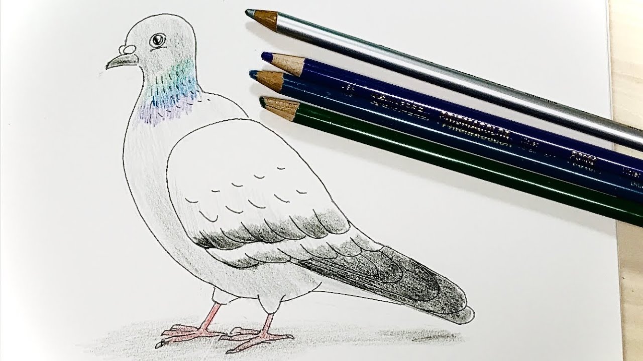 鳩 ハト ペン画と色鉛筆の絵の描き方簡単イラスト 鳥 Youtube