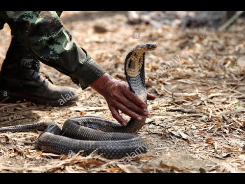 How To Subdue A Cobra