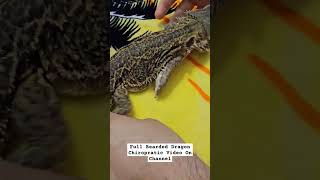 BEARDED DRAGON GOES TO THE CHIROPRACTOR LIZARD SPINAL DECOMPRESSION!  #beardeddragon #shorts