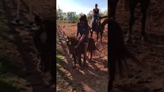 Miniature Pony Bolts And Tosses Woman To Ground - 988192 Miniature Pony Bolts And Tosses Woman To Ground - 988192