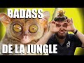 Tarsier badass de la jungle  antenne zoo n5