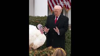 Trump Pardons Thanksgiving Turkeys Gobble and Waddle in Annual Holiday Tradition Trump Pardons Thanksgiving Turkeys Gobble and Waddle in Annual Holiday Tradition