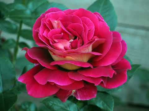 იელის წითელი ვარდები