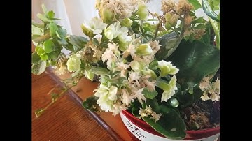 Exploring Creation with Physical Science 3rd ed. Module 13, first half