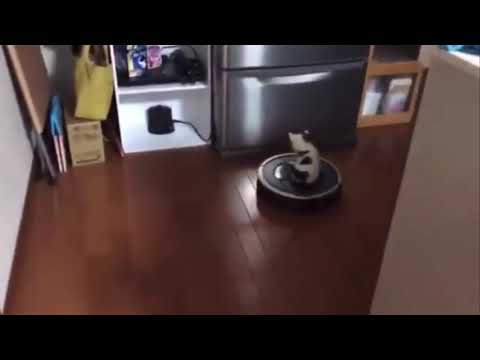 Kitten goes on a magic roomba ride! Very cute!