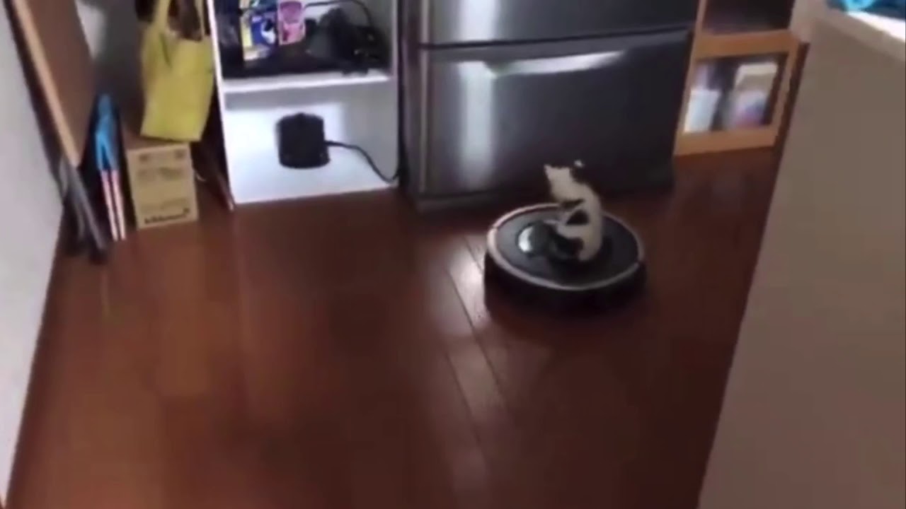 Kitten goes on a magic roomba ride! Very cute! - YouTube