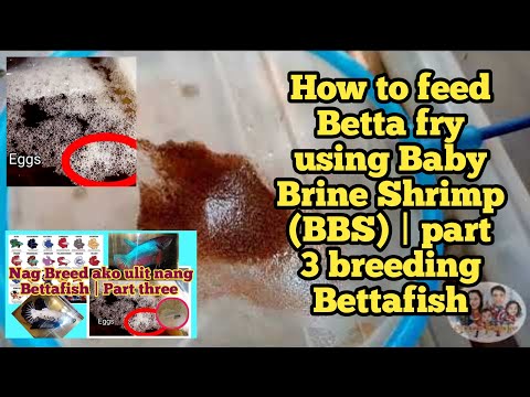 How to feed Betta fry using Baby Brine Shrimp (BBS) | part 3 breeding Bettafish