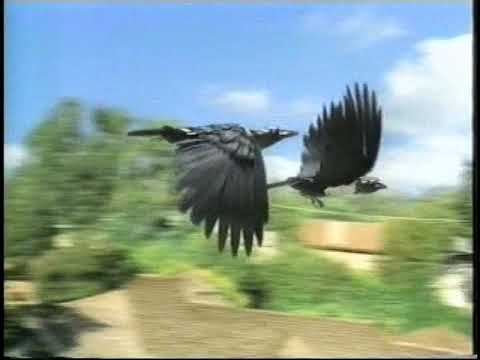 Windex Multi-Task - Crows \