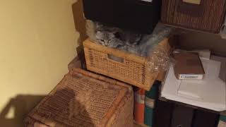 Isidor the Egyptian Mau Cat all packed by Isidor the Egyptian Mau Cat 15 views 4 years ago 17 seconds