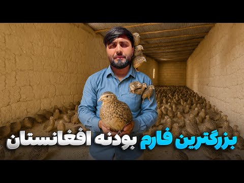 گزارش ویژه فهیم افکار از بزرگترین فارم نگهداری از بودنه در افغانستان
