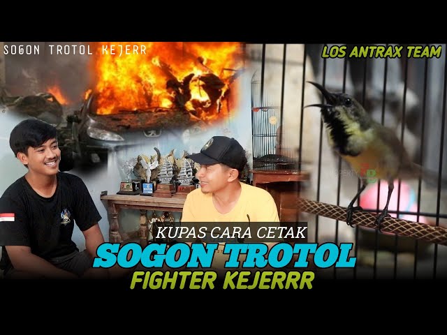 KUPAS CARA CETAK SOGON TROTOL AGAR FIGHTER KEJER class=