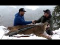 Mountain Lion hunt in BC