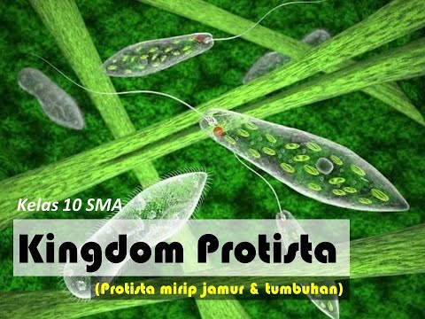 Video: Sebutkan 3 jenis protista mirip jamur?