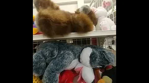 Shopping at goodwill