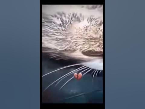 #рекомендации #кот кот обоссал оператора - YouTube