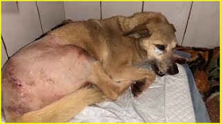 Don't hit me anymore! Poor Dog Tearfully Limped Away Beg For Help