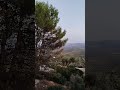 Sunset over the Sea of Olive Trees in Andalucia