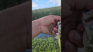 Bass Love Worms! Like &amp; Sub #bassfishing #fishing #viral #outdoors #209 #california