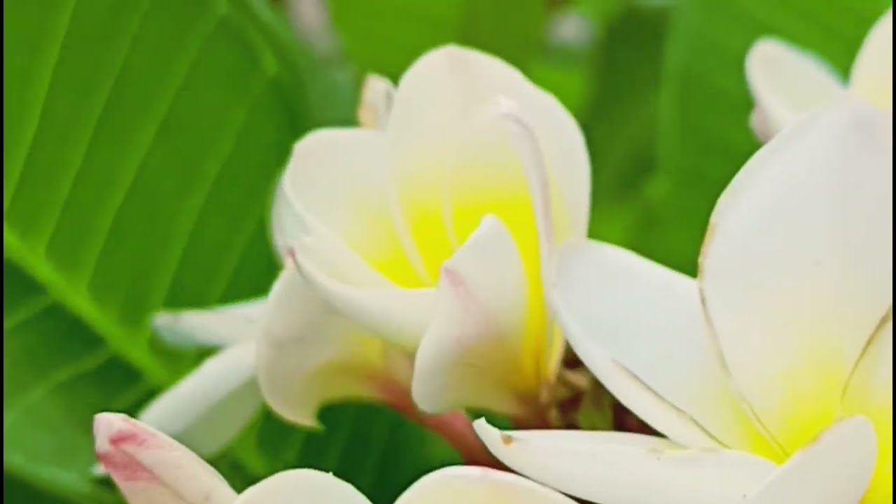 My terrace garden overview । Garden Overview May 2025