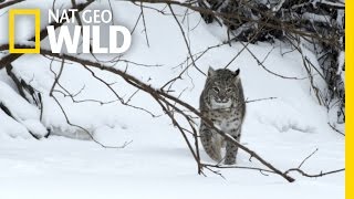 Bobcat Prey | Wild Mississippi