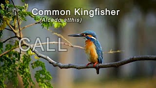 Common Kingfisher Alcedo atthis CALL or BREEDING SONG