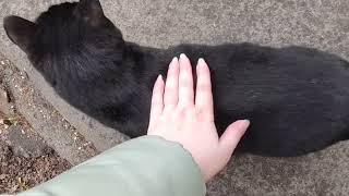 Шикарный чёрный кот возле дома